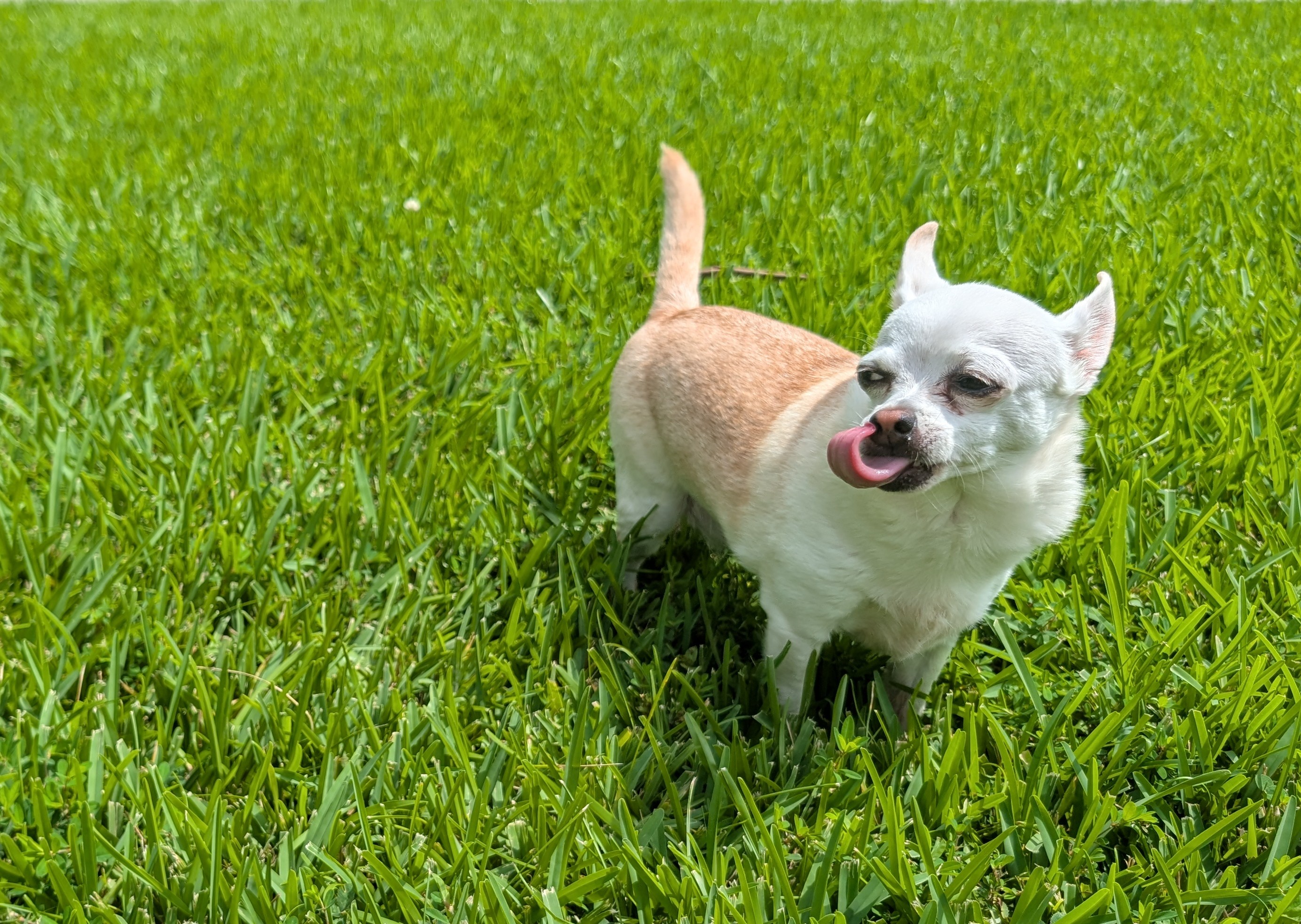 White Chihuahua In Grass